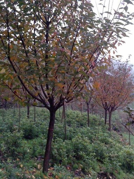 四川高杆樱花,四川高杆晚樱,四川高杆樱花价格,四川樱花基地