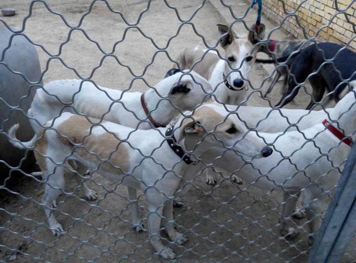 供应优质格力犬灵缇犬惠比特马犬杜高