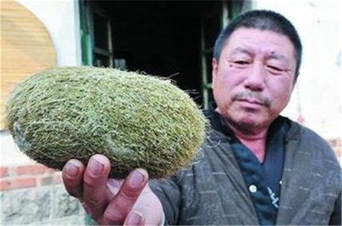 2016最新猪砂回收价格现金交易