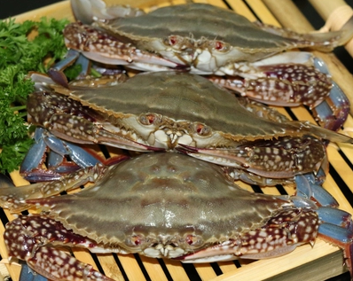 鲜活梭子蟹花蟹/斤14元