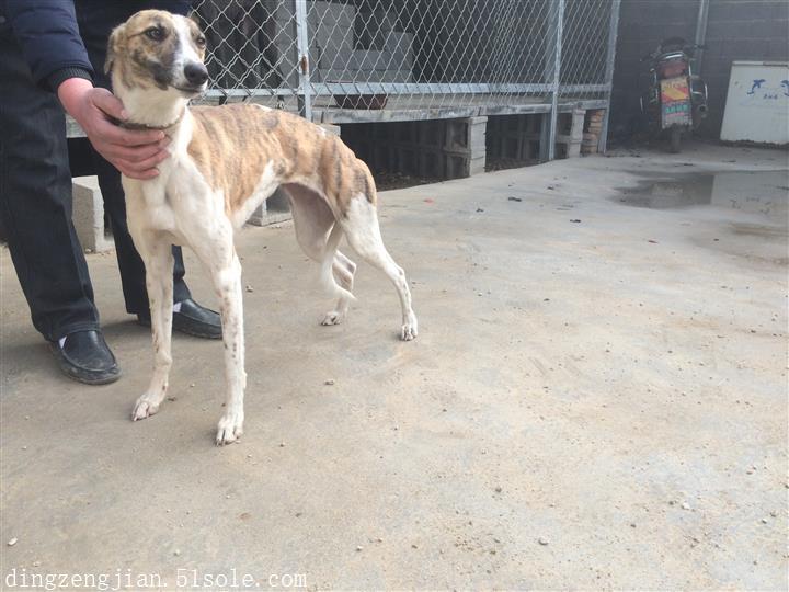 買血統格力犬,格惠犬,惠比特犬到山東三升獵犬養殖場