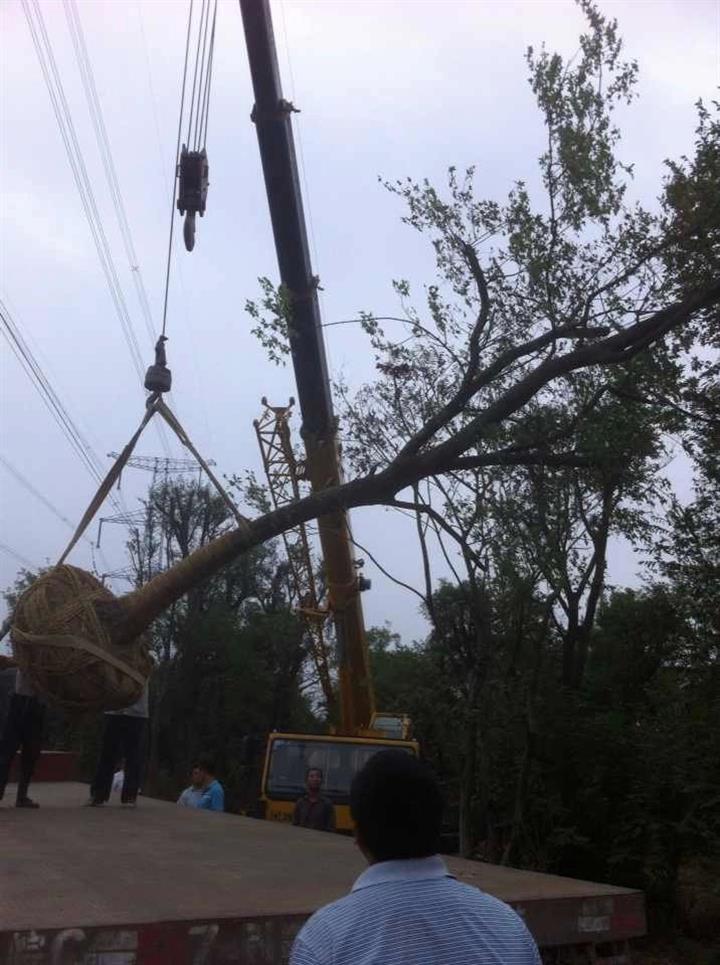 安徽三角枫|安徽乌桕|安徽大叶女贞|安徽红叶李