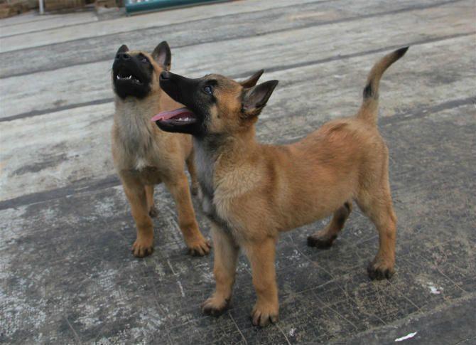 阿爾山馬犬訓練烏海馬犬價格組圖