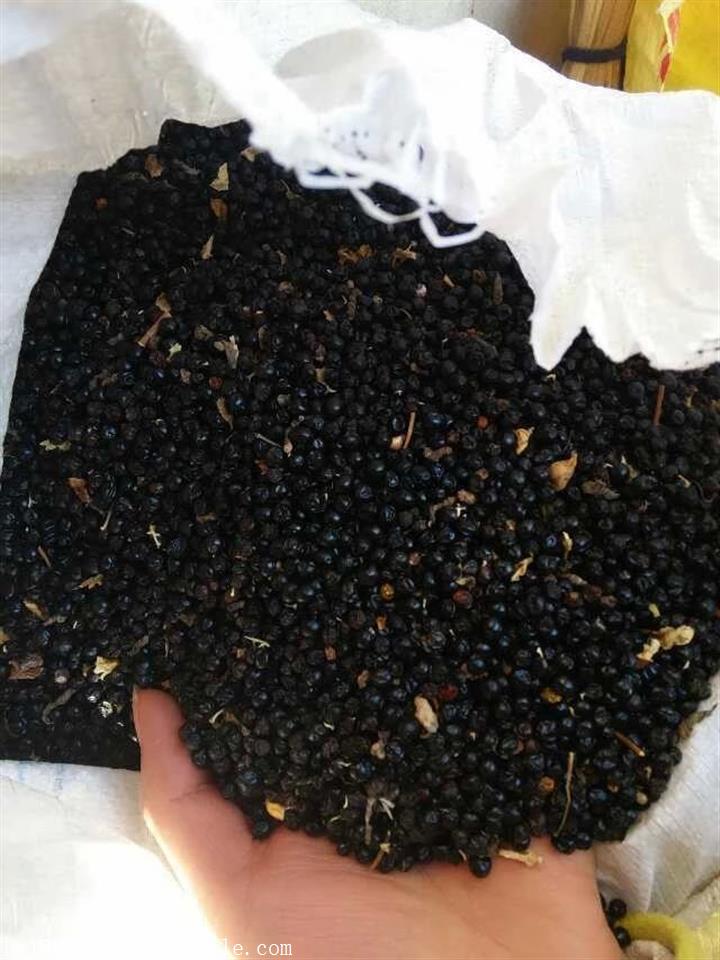 高产油用凤丹牡丹种子产地直销