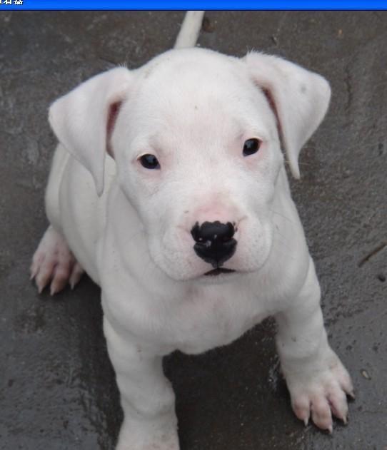 锡林郭勒市地区杜高犬好养吗