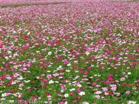 路边草花矮杆波斯菊货量充足