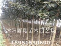 3公分4公分大叶女贞基地