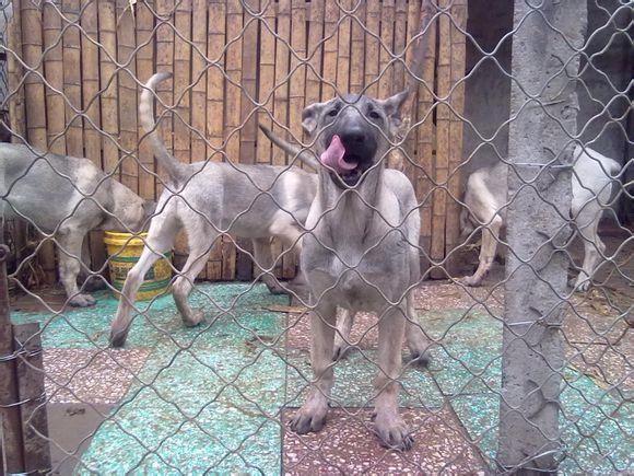甘肃大型东德牧羊犬狗场