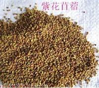 白花苜蓿种子免费包邮
