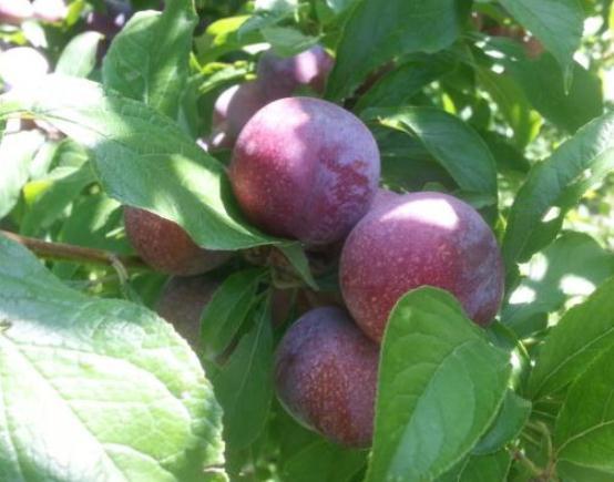 南方李子苗,青脆李子苗,安哥诺李子