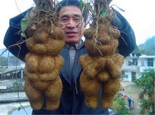 千年何首乌的价格怎么定好出售