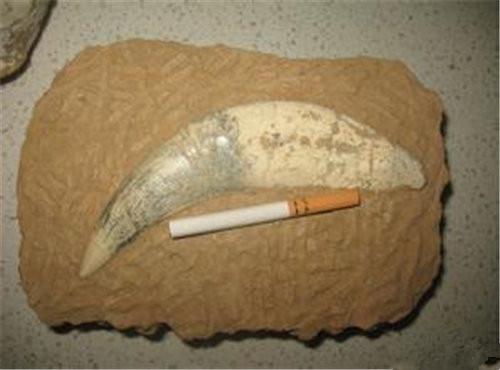 剑齿虎牙齿化石图片图片