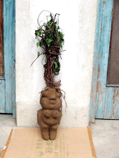 人形何首乌鉴定收购哪家公司有资质